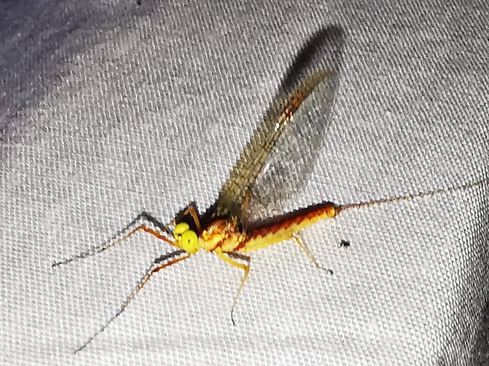 Inframêle - Potamanthus luteus - réf. 331386 (1000 x 750 pixels, 216 ko)
