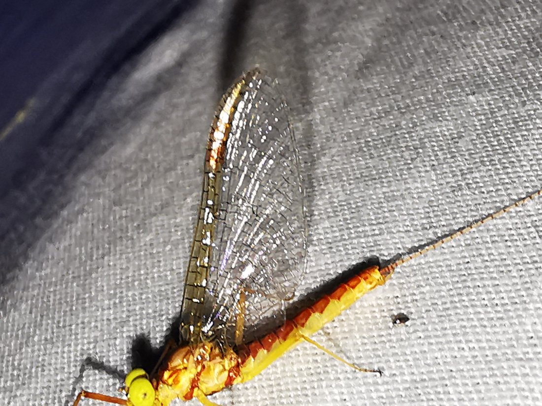 Inframêle - Potamanthus luteus - réf. 331388 (1100 x 825 pixels, 207 ko)