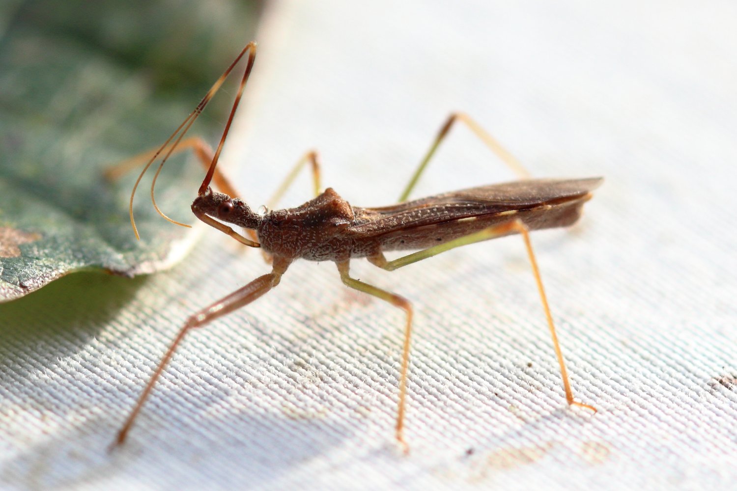 Mathurin CARNET - Nagusta goedelii - réf. 331069 (1500 x 1000 pixels, 174 ko)