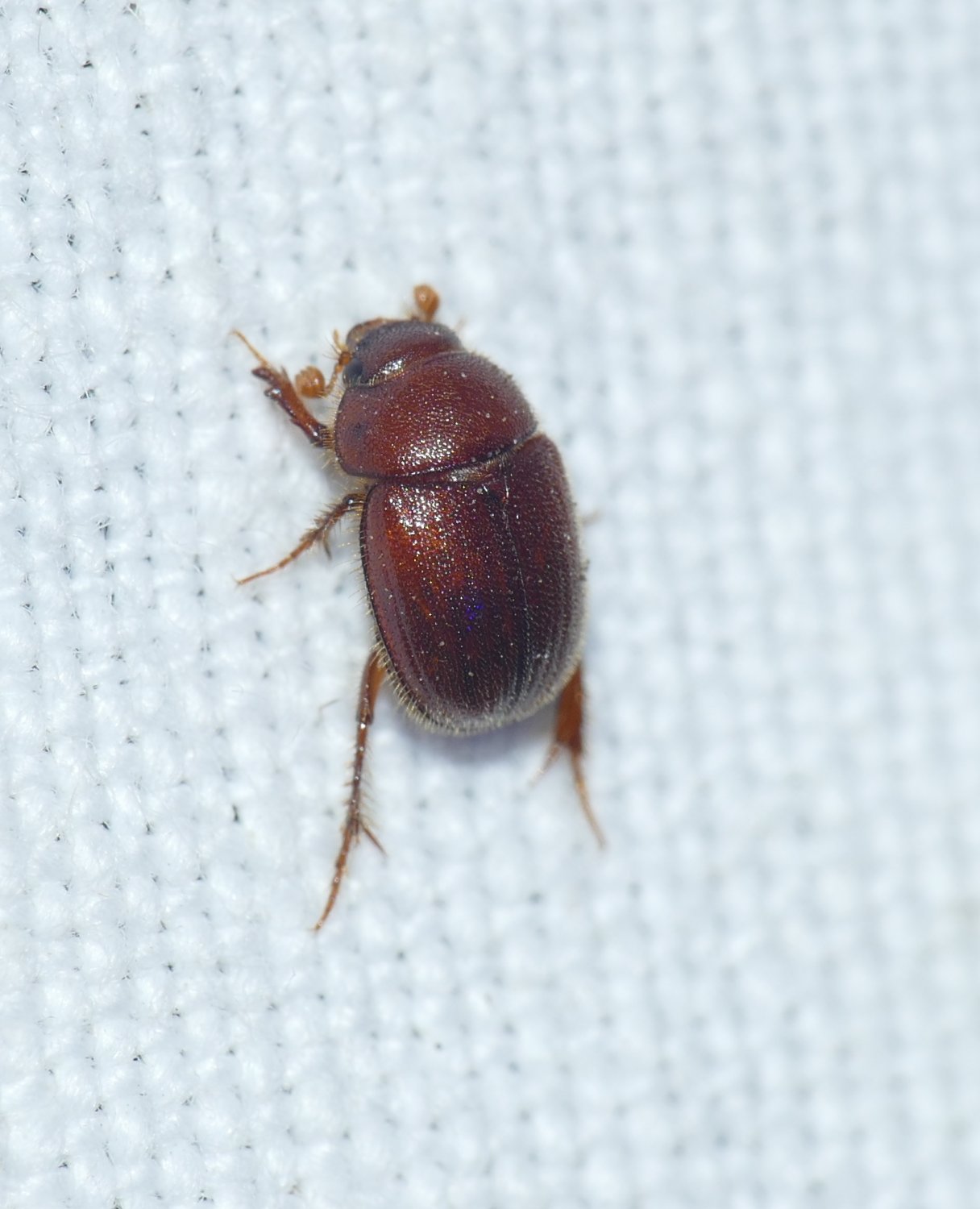 Julien Bottinelli - Ochodaeus chrysomeloides - réf. 331296 (1216 x 1500 pixels, 149 ko)