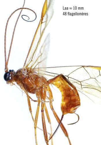 Homolobus annulicornis