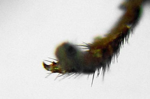 Réf. 332 144 : Pristiphora gerula