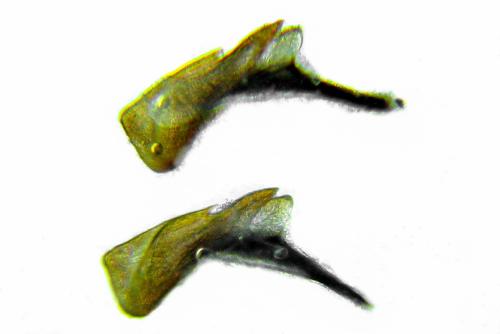 Réf. 332 110 : Empria candidata