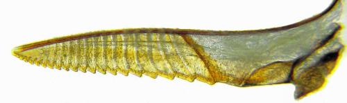 Euura trautmanni