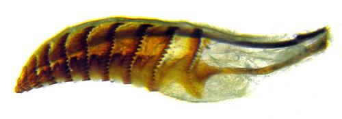 Réf. 332 564 : Microdiprion fuscipennis