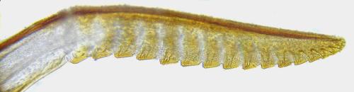 Ametastegia glabrata