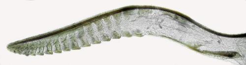 Réf. 332 681 : Ametastegia equiseti