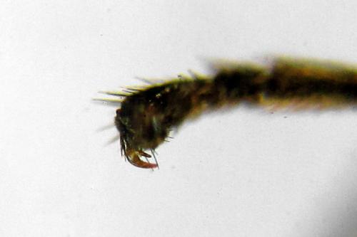 Empria longicornis