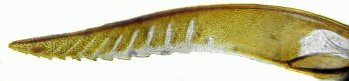 Strongylogaster multifasciata