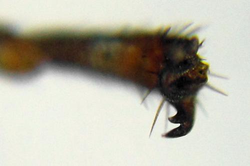 Réf. 332 854 : Pamphilius vafer