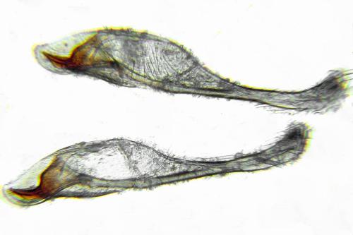 Réf. 332 145 : Pristiphora gerula