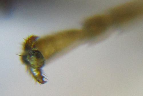 Réf. 332 160 : Pristiphora gerula