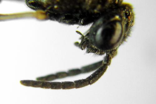 Claremontia alternipes