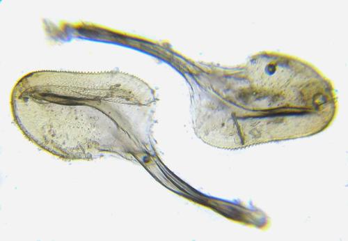 Strongylogaster xanthocera