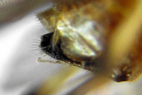 Réf. 332 430 : Pristiphora nigriceps