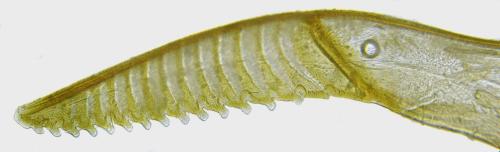 Euura trautmanni
