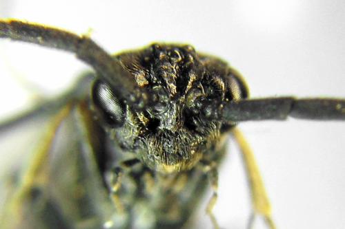 Réf. 332 128 : Empria longicornis