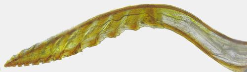 Dolerus germanicus