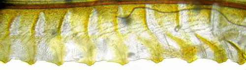 Réf. 332 750 : Tenthredo silensis