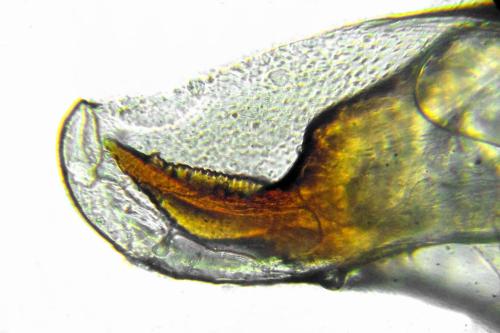 Réf. 332 146 : Pristiphora gerula