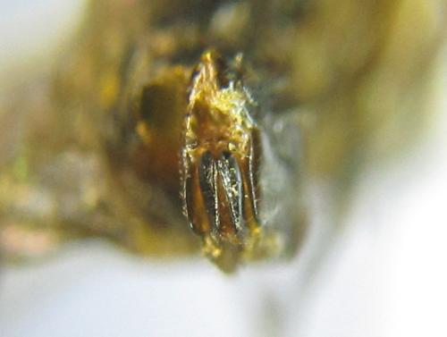Réf. 332 161 : Pristiphora gerula