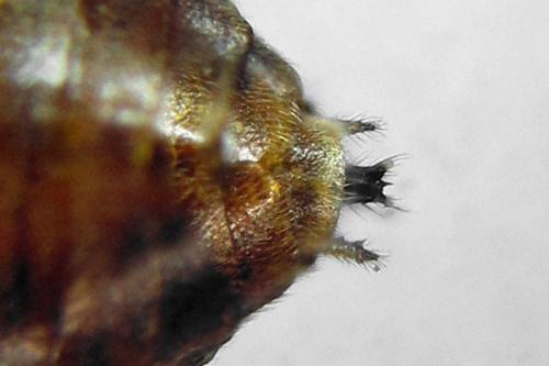 Réf. 332 431 : Pristiphora nigriceps