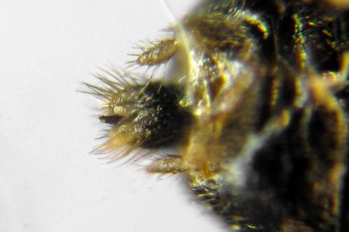 Sharliphora nigella
