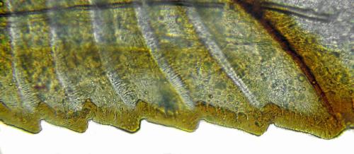 Euura caeruleocarpa