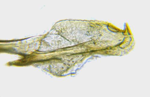 Réf. 332 647 : Ametastegia glabrata