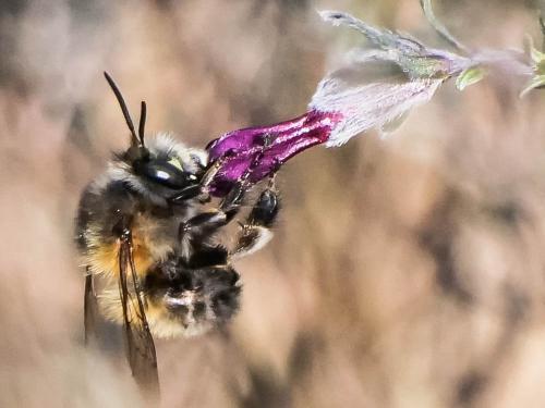 Réf. 332 953 : Anthophora plumipes