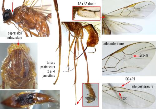 Homolobus annulicornis