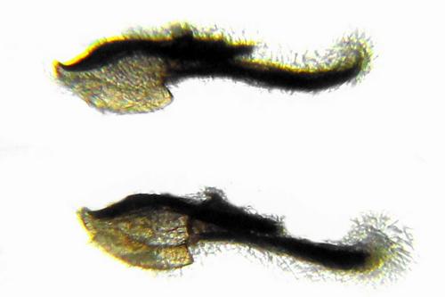 Empria longicornis