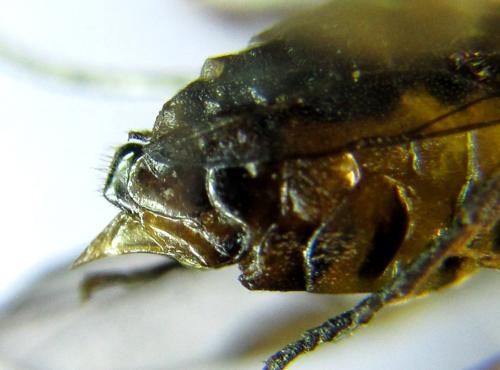 Réf. 332 162 : Pristiphora gerula
