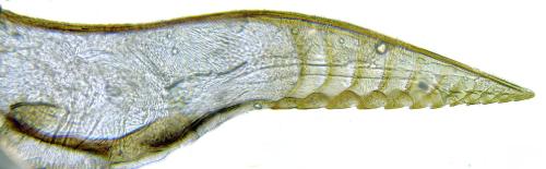 Réf. 332 432 : Pristiphora nigriceps