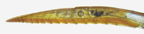 Réf. 332 088 : Sharliphora parva