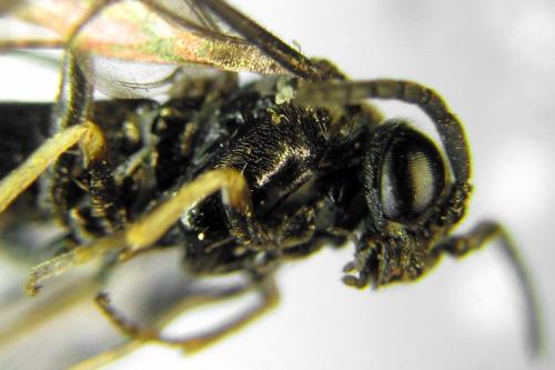 Claremontia alternipes
