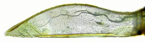 Réf. 332 163 : Pristiphora gerula