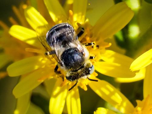 Réf. 332 883 : Anthophora bimaculata