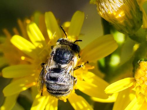 Réf. 332 884 : Anthophora bimaculata