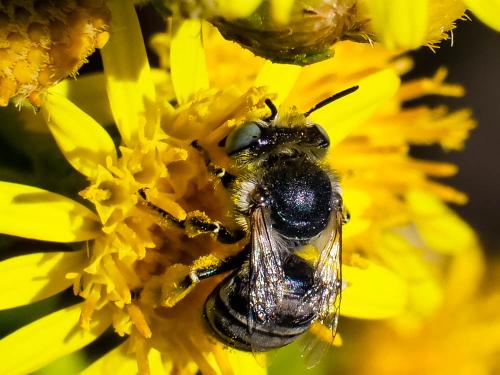 Réf. 332 886 : Anthophora bimaculata
