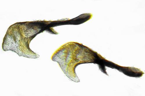 Claremontia alternipes