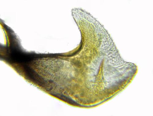 Claremontia alternipes
