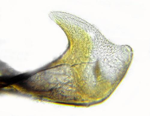 Claremontia alternipes