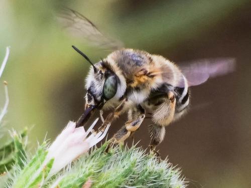 Anthophora agama