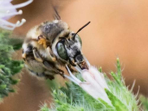Anthophora agama