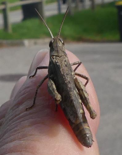 Chorthippus sp.