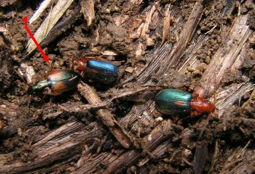 Réf. 332 887 : Anchomenus dorsalis