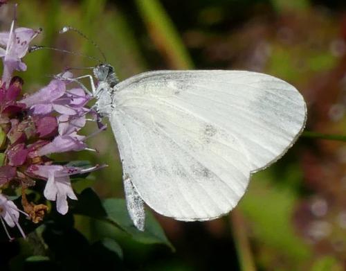 Leptidea sp.