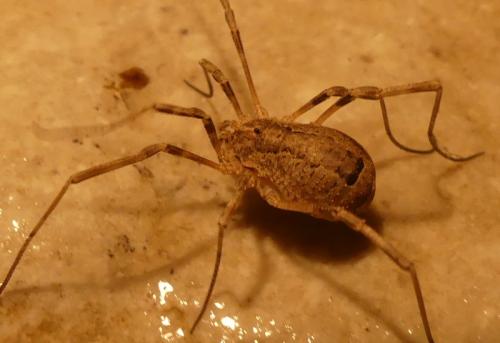 Odiellus spinosus