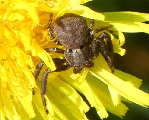 Réf. 332 981 : Xysticus sp.